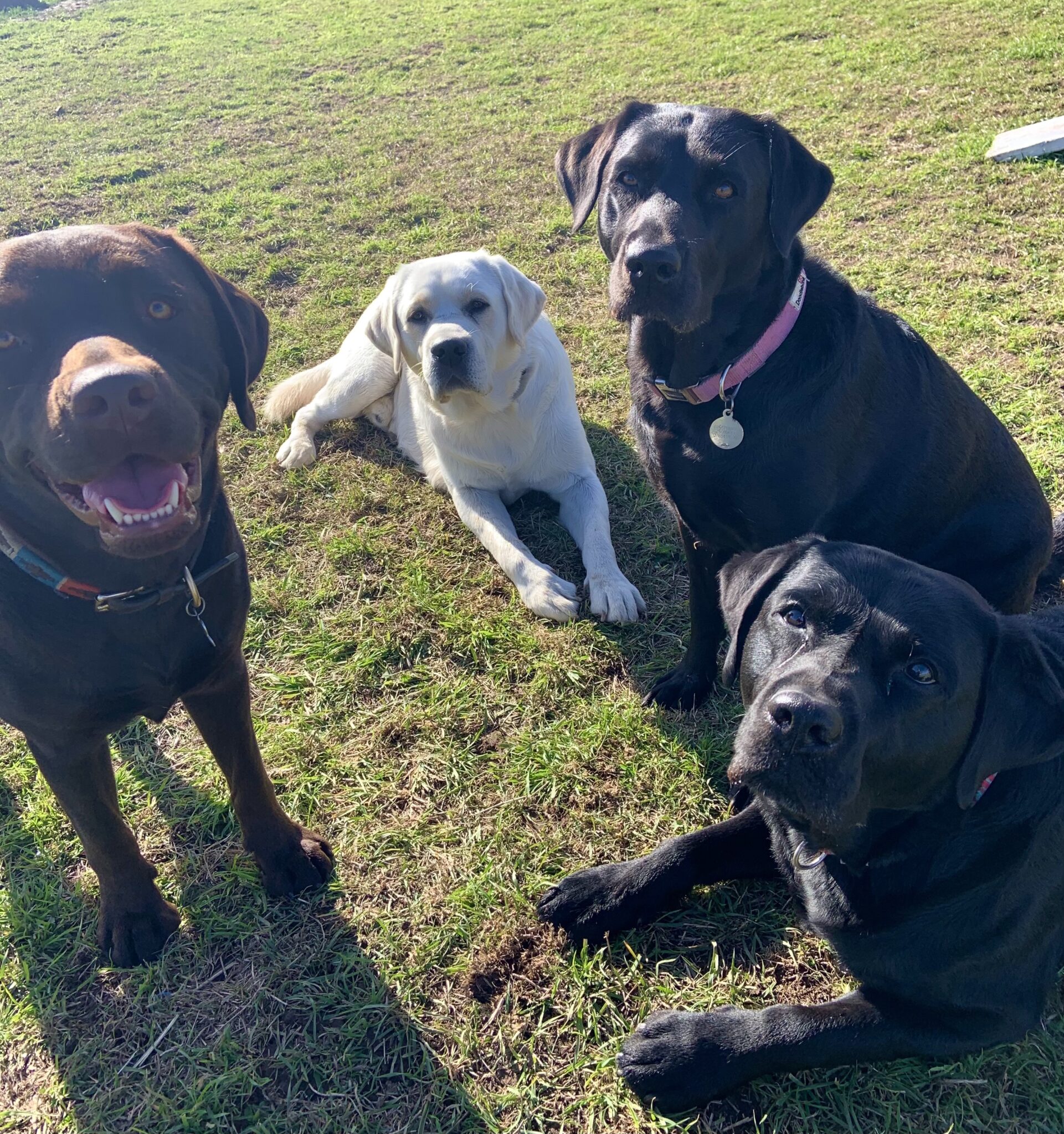 dog daycare image